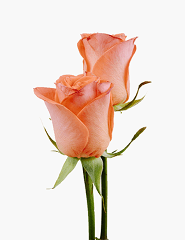 Red Rose Bouquet