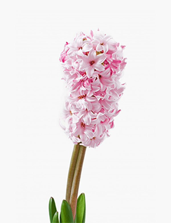 Orchid Elegance